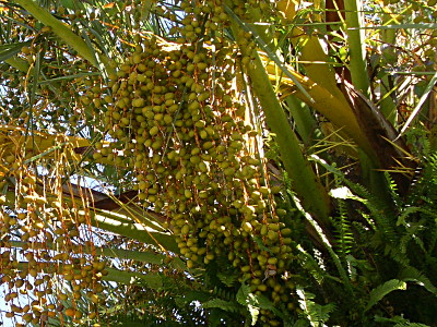 [Not sure if these are a type of nut or date, but they are yellow and grouped in bunch of several dozens hanging from the underside of the palm fronds.]